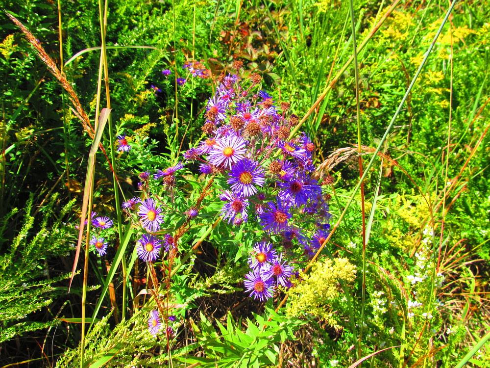 Photo of New England Aster (Symphyotrichum novae-angliae) uploaded by jmorth