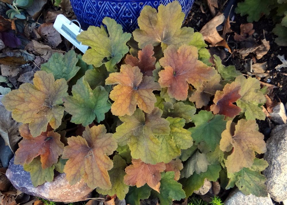 Photo of Coral Bells (Heuchera 'Southern Comfort') uploaded by stilldew