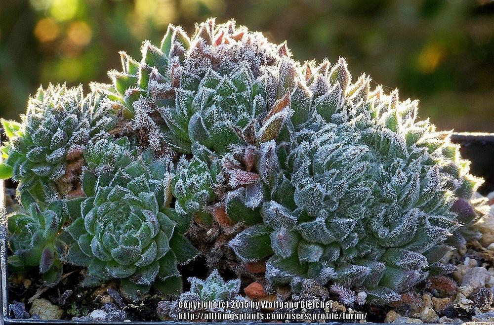 Photo of Hen and Chicks (Sempervivum 'Whirl-i-gig') uploaded by turini