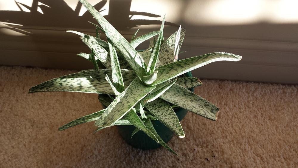 Photo of Aloes (Aloe) uploaded by DogsNDaylilies