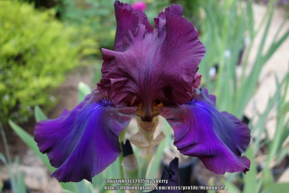 Photo of Tall Bearded Iris (Iris 'Grape Expectations') uploaded by Henhouse