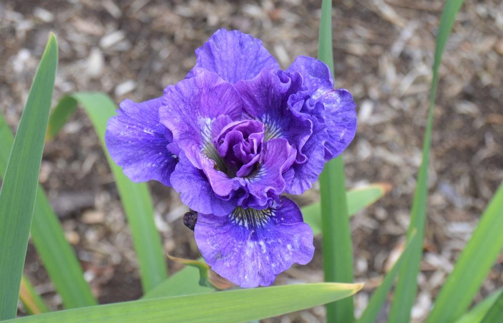 Photo of Siberian Iris (Iris 'Concord Crush') uploaded by KentPfeiffer