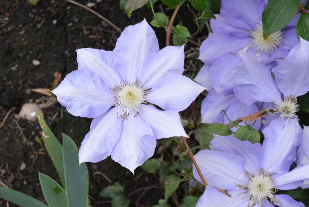 Photo of Clematis 'H.F. Young' uploaded by KentPfeiffer