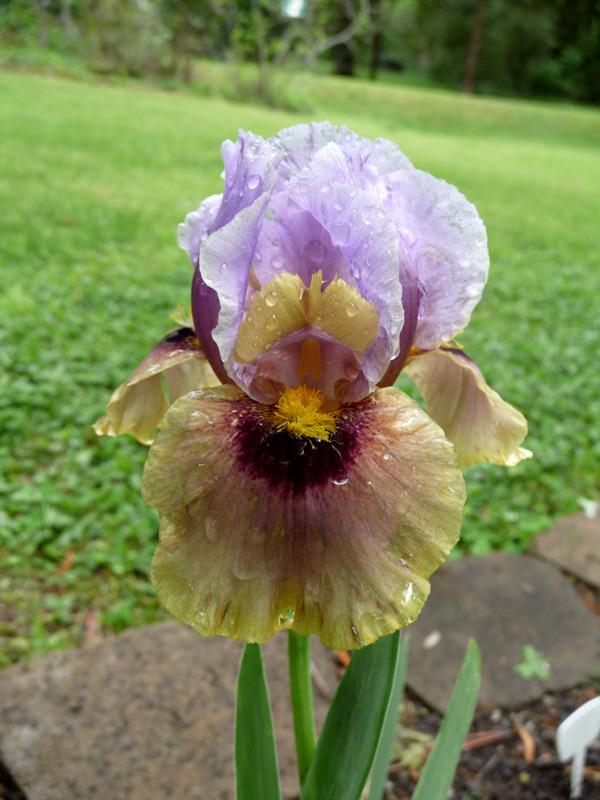 Photo of Arilbred Iris (Iris 'Eye to Eye') uploaded by Lestv