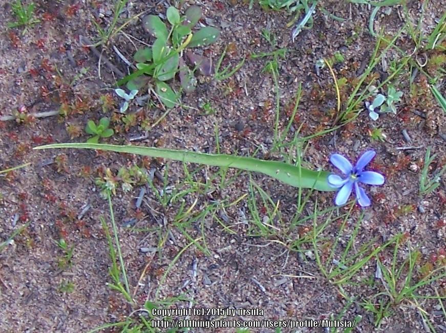 Photo of Long Leafed Violet (Tecophilaea violiflora) uploaded by Mutisia