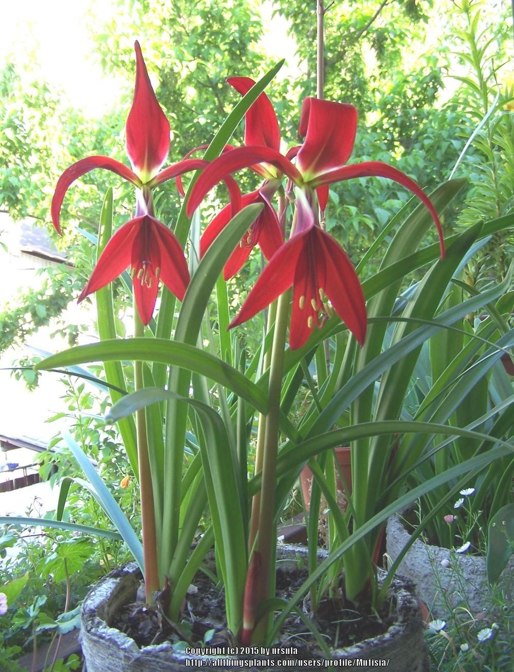 Photo of Aztec Lily (Sprekelia formosissima) uploaded by Mutisia