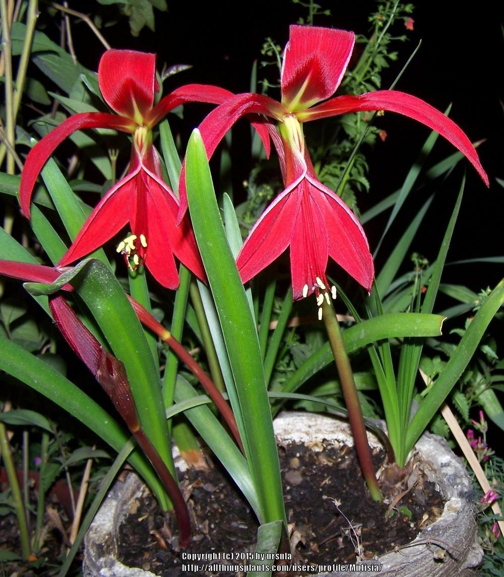 Photo of Aztec Lily (Sprekelia formosissima) uploaded by Mutisia