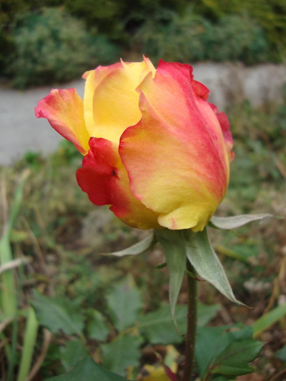 Photo of Rose (Rosa 'Fragrant Keepsake') uploaded by Paul2032