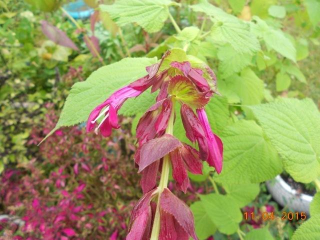 Photo of Salvia gravida uploaded by Smilacina
