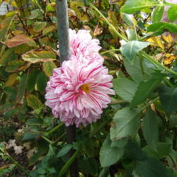 Location: The Park - full sun garden
Date: 2015-11-02
So nice to have dahlias blooming in November!
