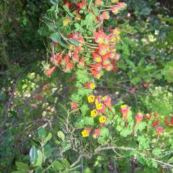 Location: Caleu, Chile (Central Zone)
Tropaeolum tricolor on this spot has a curiosity: instead of the 