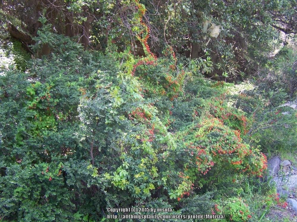 Photo of Bolivian Nasturtium (Tropaeolum tricolor) uploaded by Mutisia