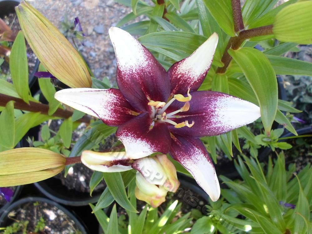 Photo of Lily (Lilium 'Push Off') uploaded by dellac