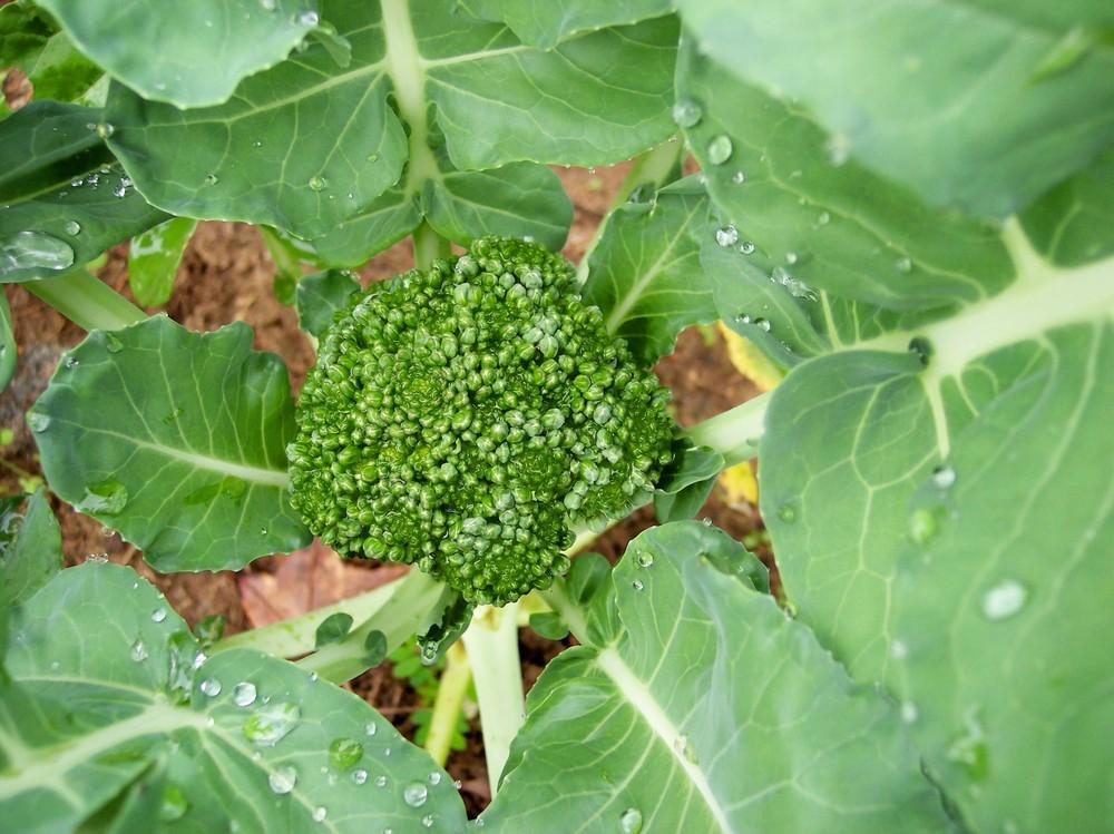 Photo of Broccoli (Brassica oleracea 'Sun King') uploaded by farmerdill