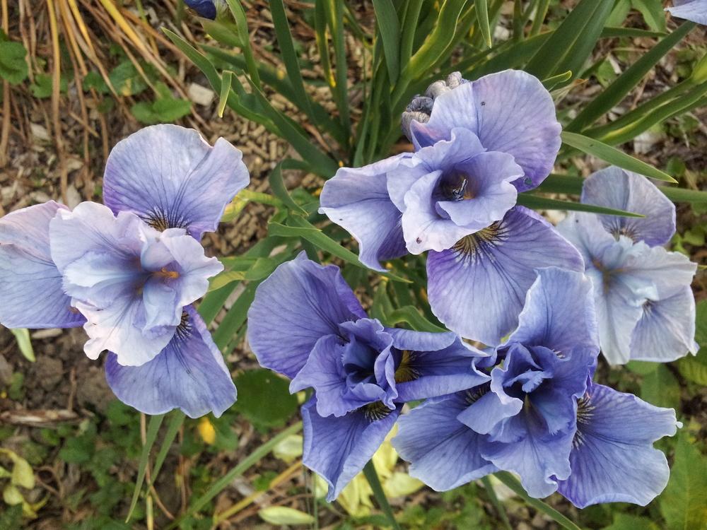 Photo of Siberian Iris (Iris 'Careless Sally') uploaded by gemini_sage