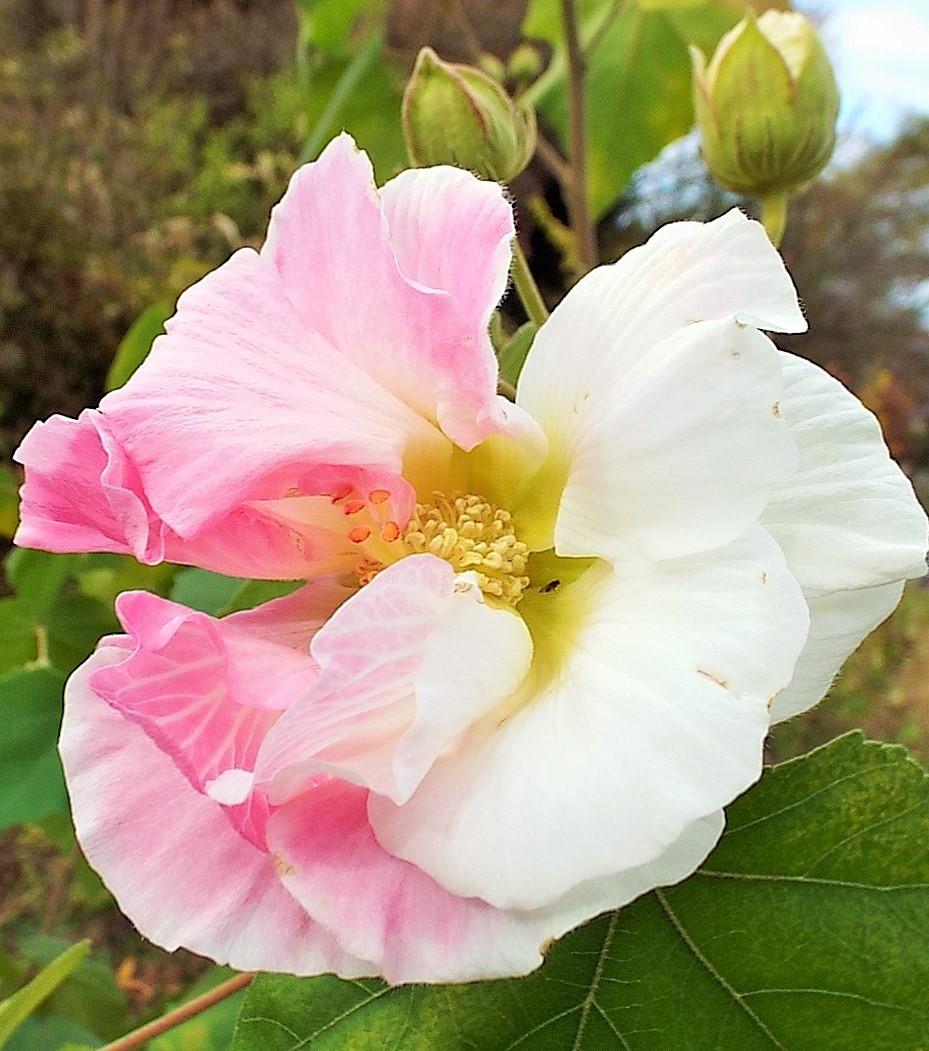 Photo of Confederate Rose (Hibiscus mutabilis) uploaded by poisondartfrog