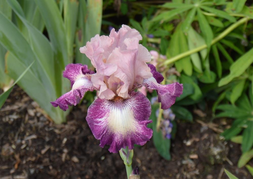 Photo of Irises (Iris) uploaded by KentPfeiffer