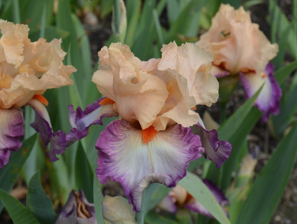 Photo of Tall Bearded Iris (Iris 'Dancing Spree') uploaded by KentPfeiffer
