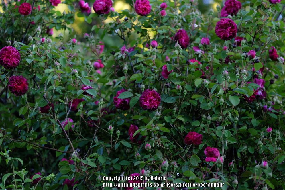 Photo of Rose (Rosa 'Cardinal de Richelieu') uploaded by bootandall