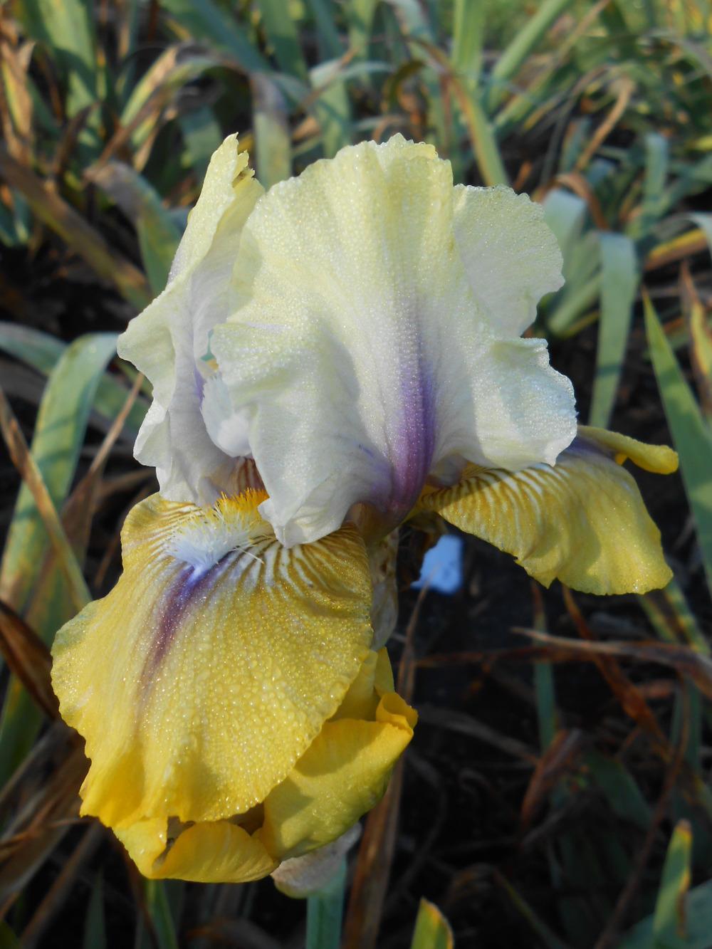 Photo of Intermediate Bearded Iris (Iris 'Double Your Fun') uploaded by crowrita1