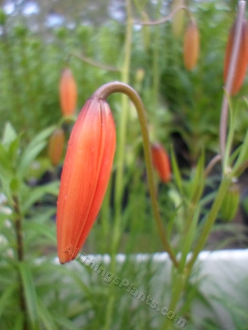 Photo of Coral Lily (Lilium pumilum) uploaded by dellac