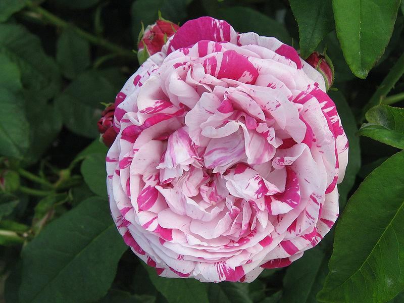 Photo of Rose (Rosa 'Variegata di Bologna') uploaded by robertduval14