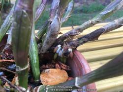 Thumb of 2015-11-06/sugarcane/46af48