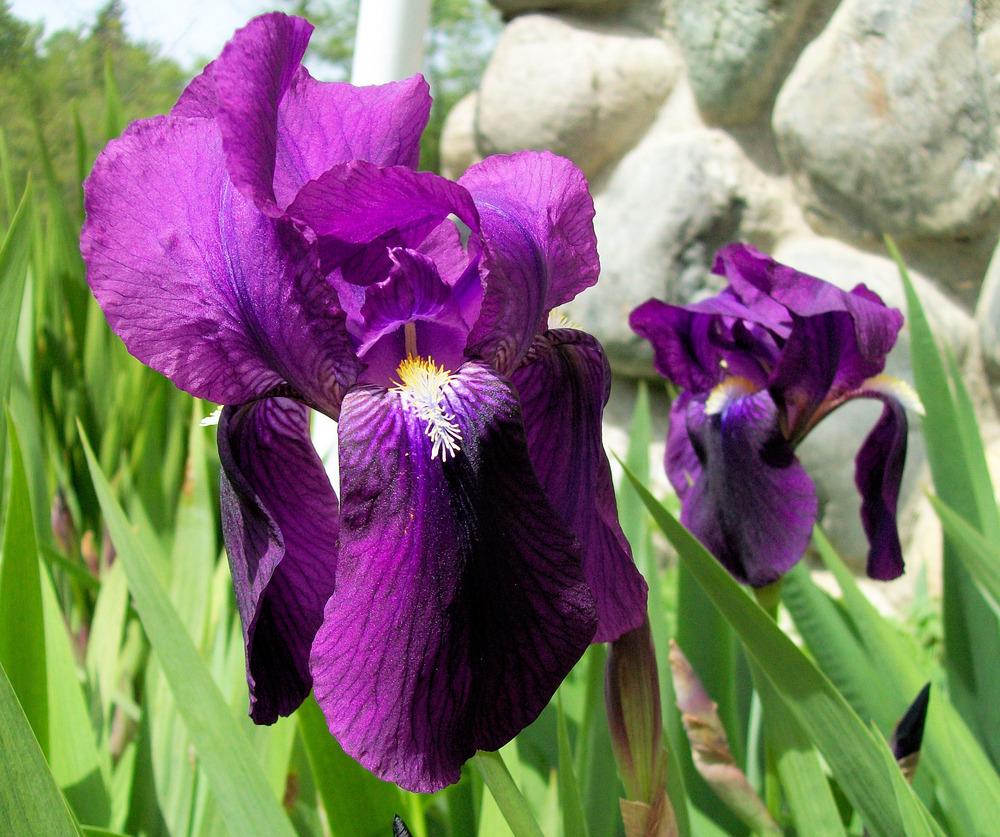 Photo of Intermediate Bearded Iris (Iris 'Crimson King') uploaded by Bonehead