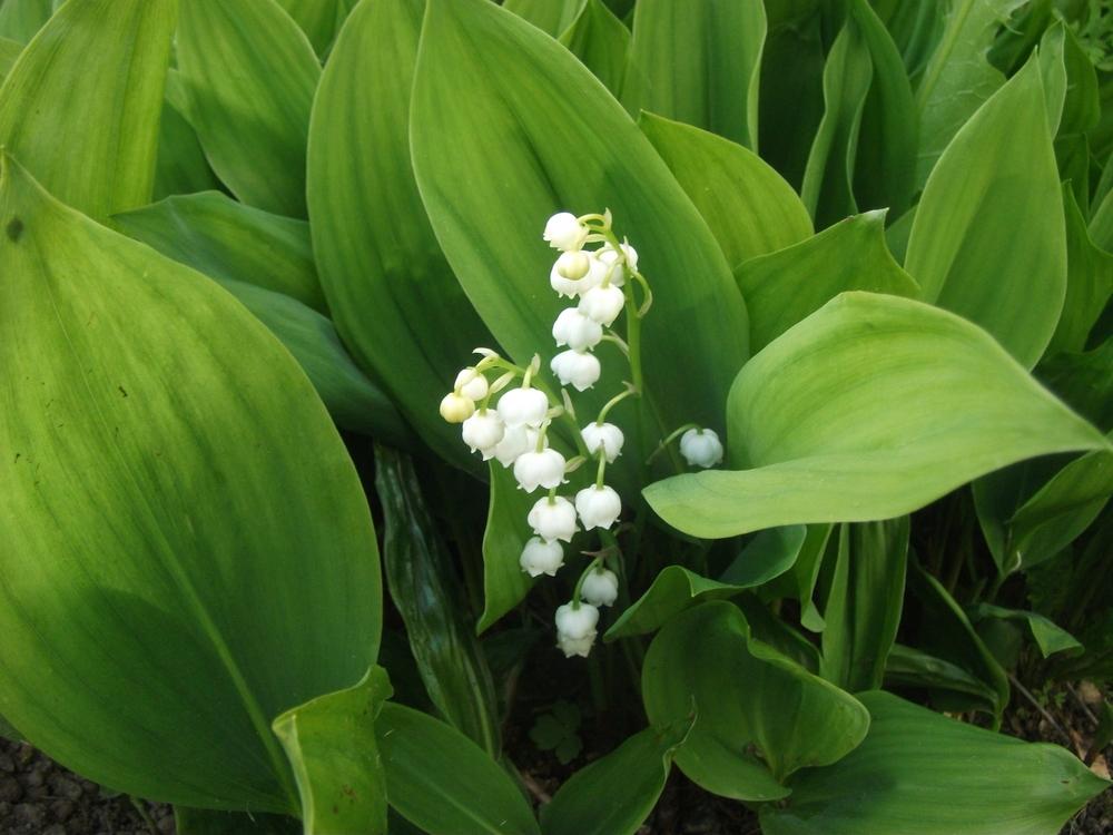 Photo of Lily Of The Valley (Convallaria majalis) uploaded by Bonehead
