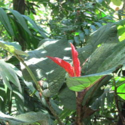 Location: Costa Rica
Date: October 2015
the new leaf that is emerging is a striking red color.