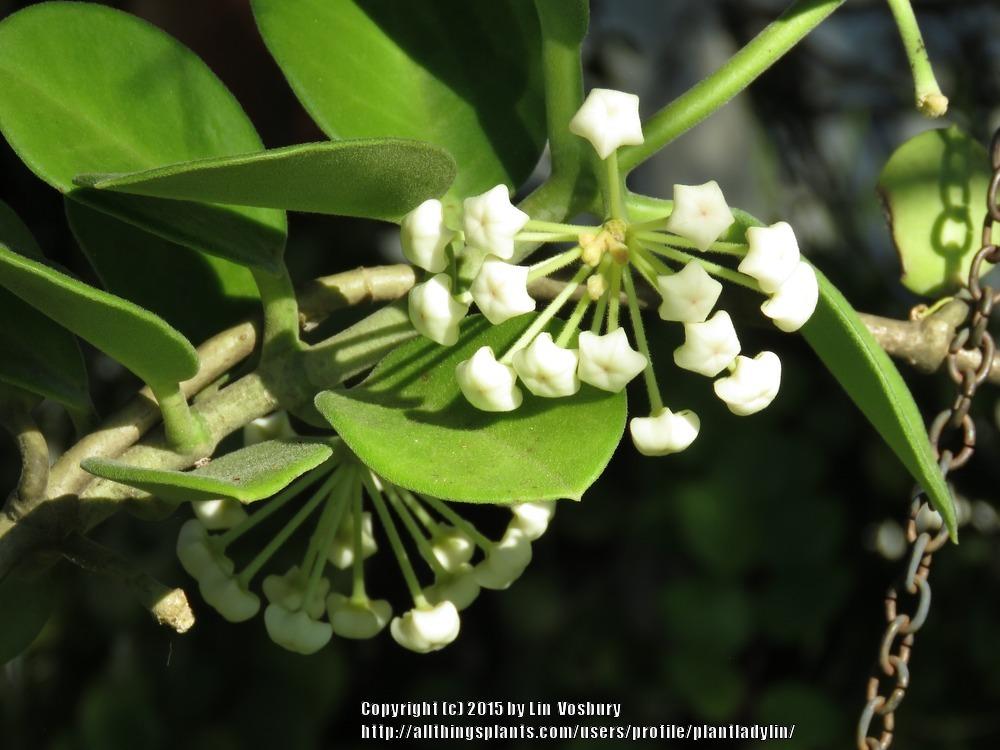 Photo of Wax Plant (Hoya australis subsp. australis) uploaded by plantladylin