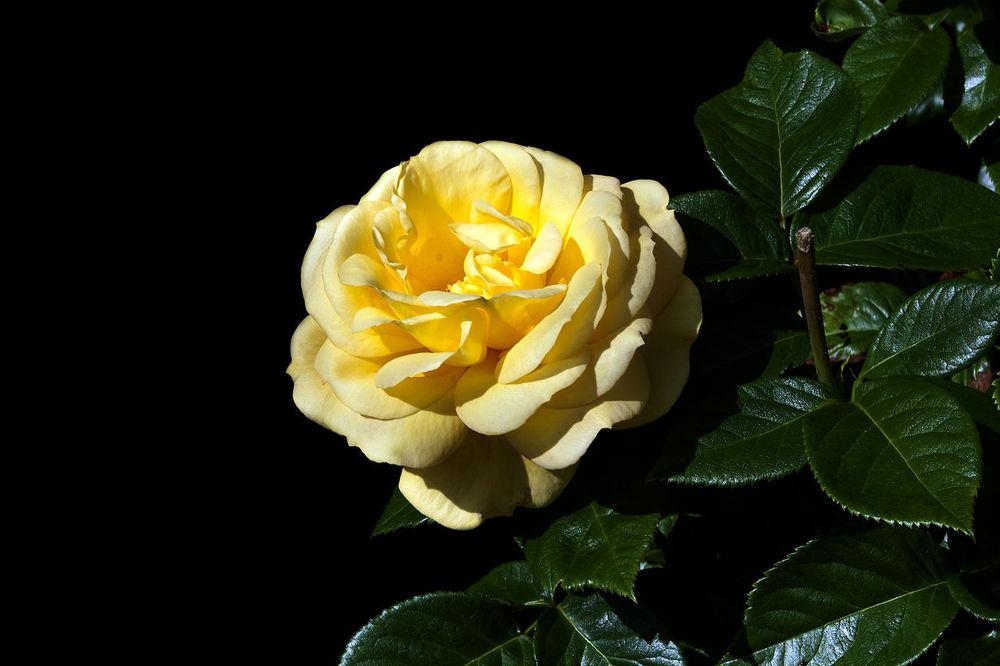 Photo of Floribunda Rose (Rosa 'Arthur Bell') uploaded by robertduval14