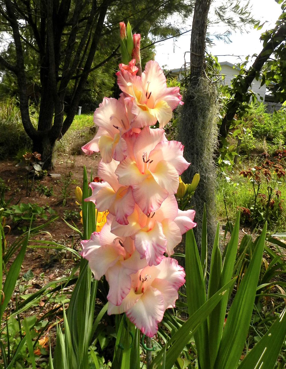 Photo of Hybrid Gladiola (Gladiolus x gandavensis 'Priscilla') uploaded by Gleni