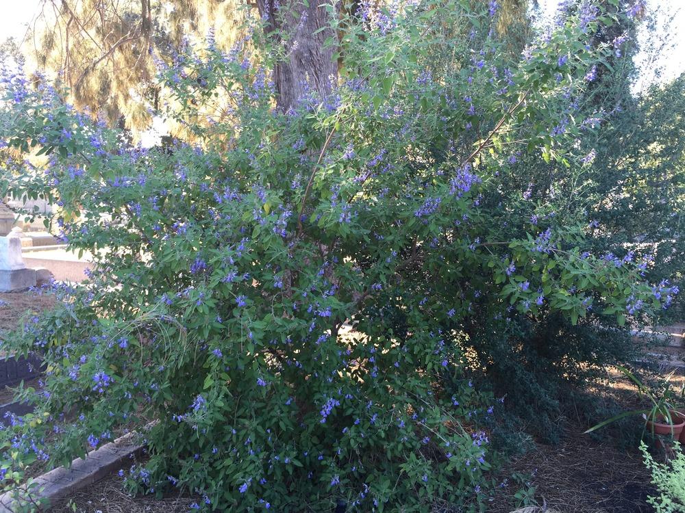 Photo of Grape-Scented Sage (Salvia melissodora) uploaded by HamiltonSquare