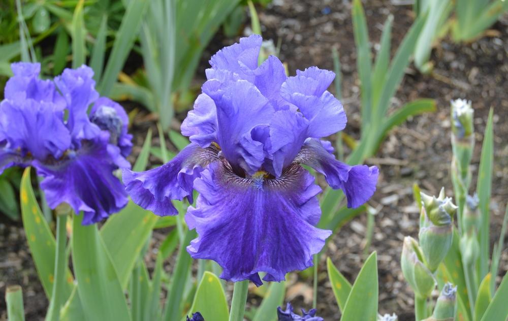 Photo of Tall Bearded Iris (Iris 'Evening Tidings') uploaded by KentPfeiffer