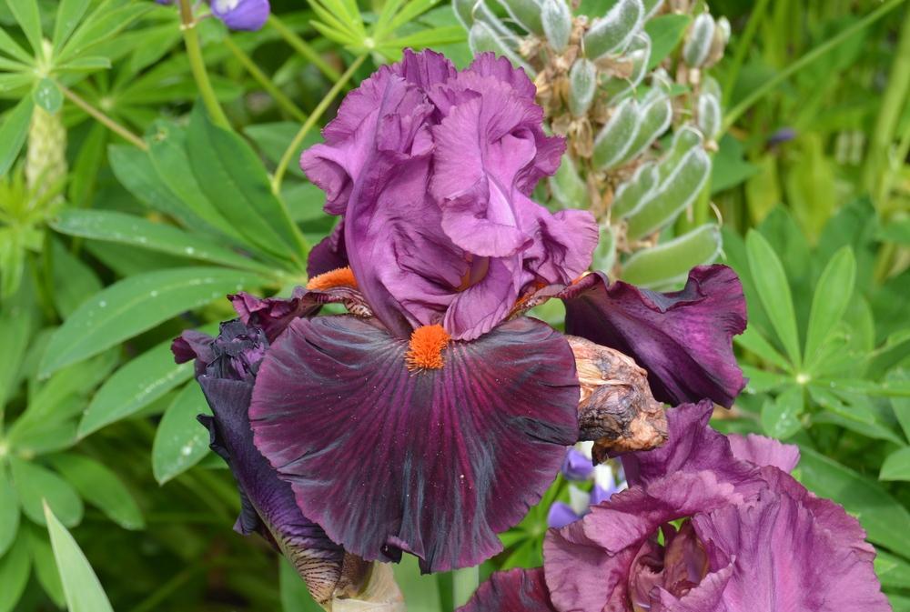 Photo of Tall Bearded Iris (Iris 'Fiery Temper') uploaded by KentPfeiffer