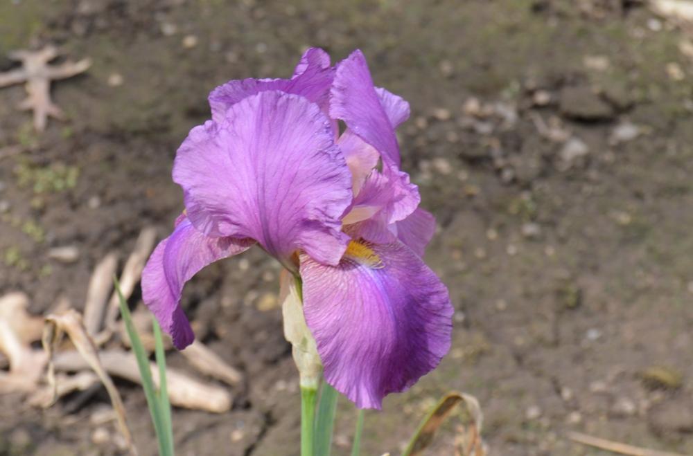 Photo of Arilbred Iris (Iris 'Elmohr') uploaded by KentPfeiffer