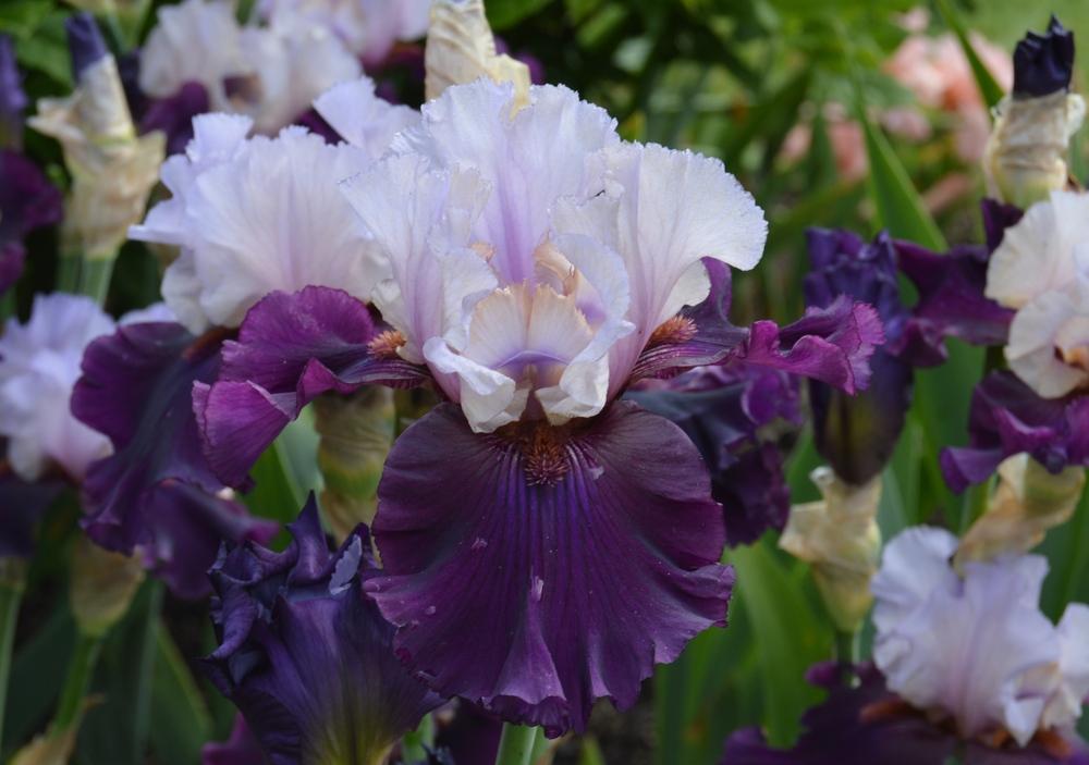 Photo of Tall Bearded Iris (Iris 'Evening Drama') uploaded by KentPfeiffer