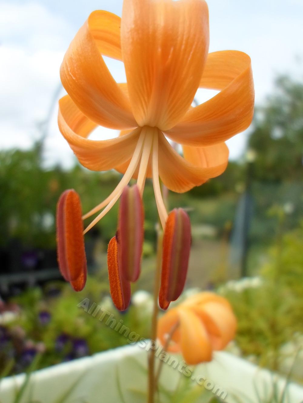 Photo of Lily (Lilium pumilum 'Golden Gleam') uploaded by dellac