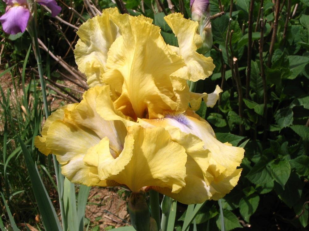 Photo of Tall Bearded Iris (Iris 'Blue-Eyed Susan') uploaded by janielouy