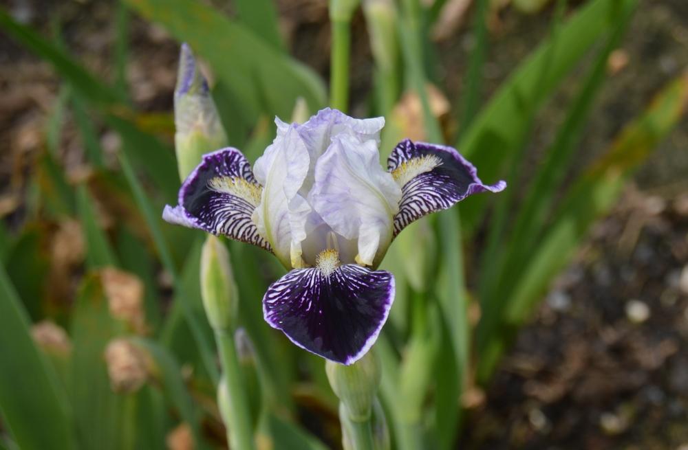 Photo of Miniature Tall Bearded Iris (Iris 'Frosted Velvet') uploaded by KentPfeiffer
