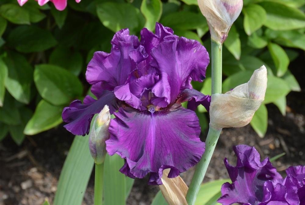 Photo of Tall Bearded Iris (Iris 'Fine Wine') uploaded by KentPfeiffer