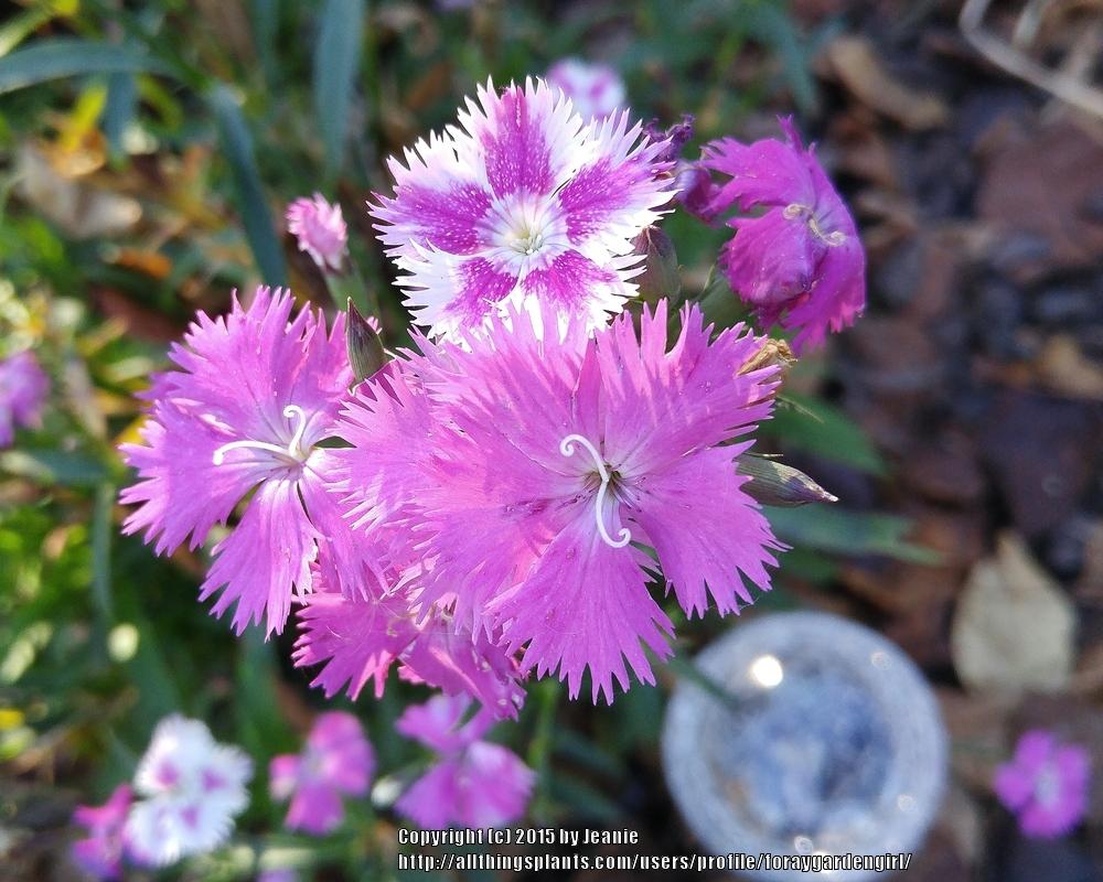 Photo of Cheddar Pink (Dianthus First Love™) uploaded by foraygardengirl