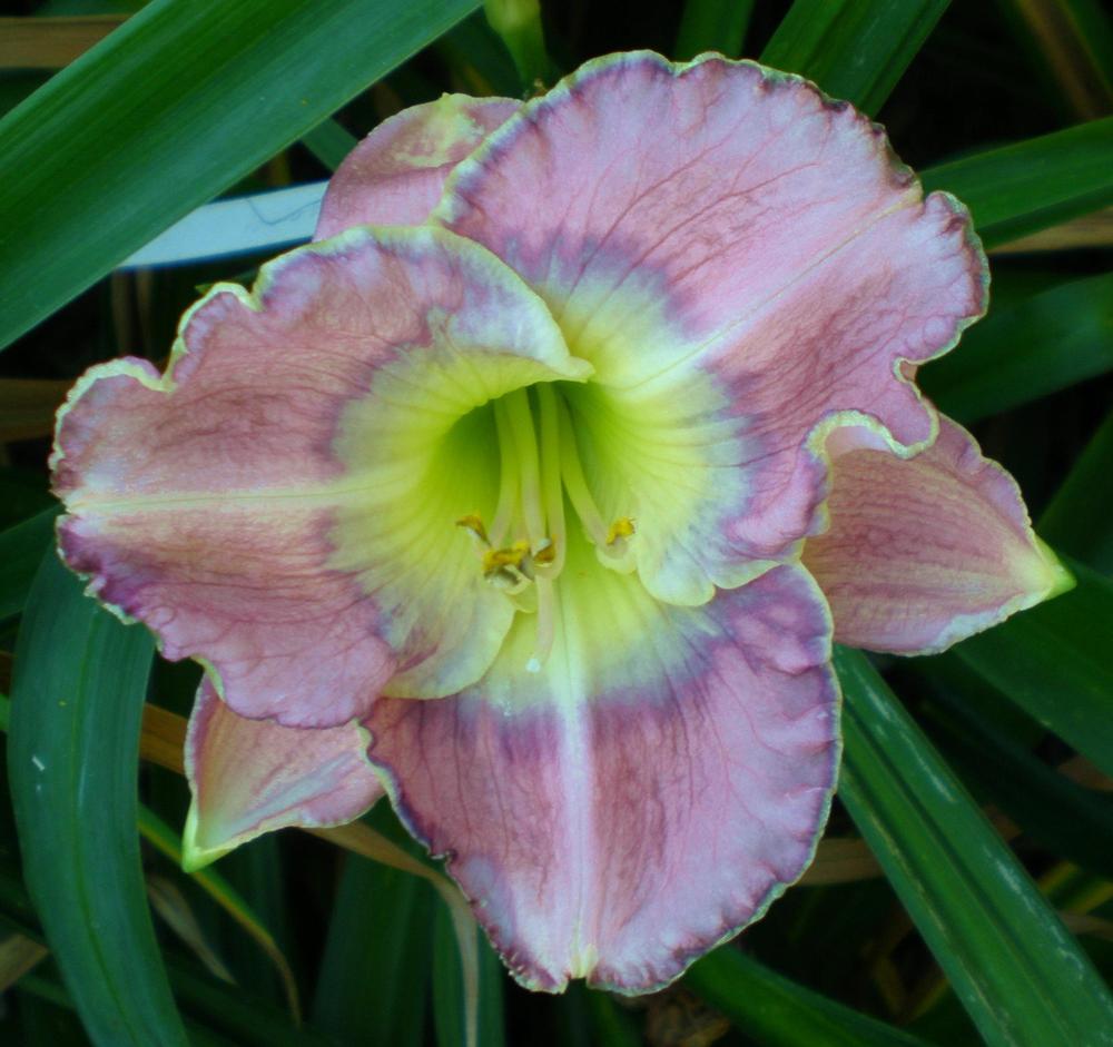 Photo of Daylily (Hemerocallis 'Palace Garden Beauty') uploaded by mainstreet