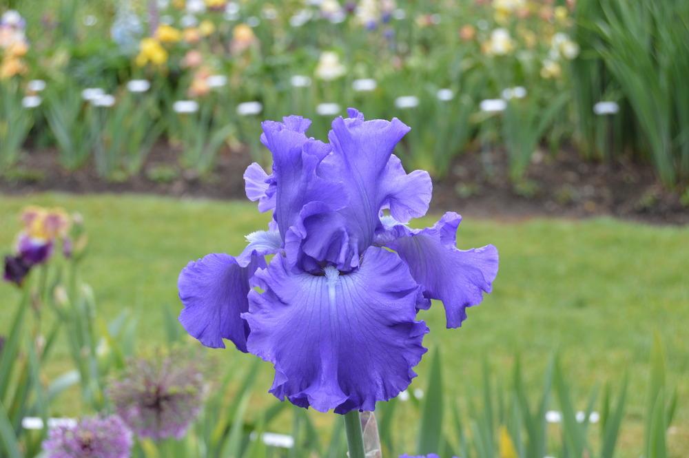 Photo of Tall Bearded Iris (Iris 'Grand Amiral') uploaded by KentPfeiffer