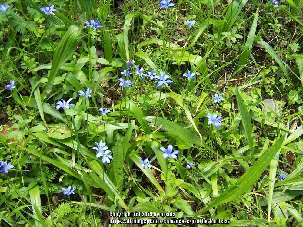 Photo of Long Leafed Violet (Tecophilaea violiflora) uploaded by Mutisia