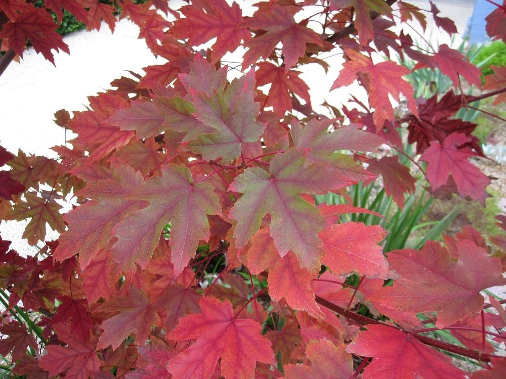 Photo of Freeman's Maple (Acer x freemanii Autumn Blaze®) uploaded by Totally_Amazing