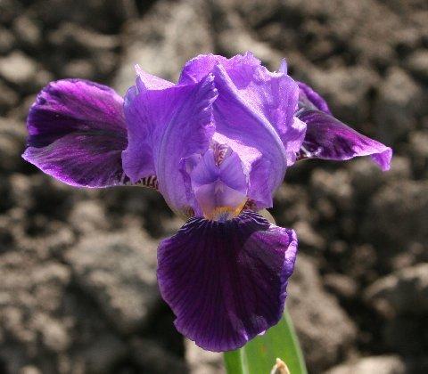 Photo of Miniature Tall Bearded Iris (Iris 'Twilight Calm') uploaded by irisarian