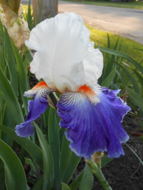 Photo of Tall Bearded Iris (Iris 'Stars and Stripes Forever') uploaded by crowrita1