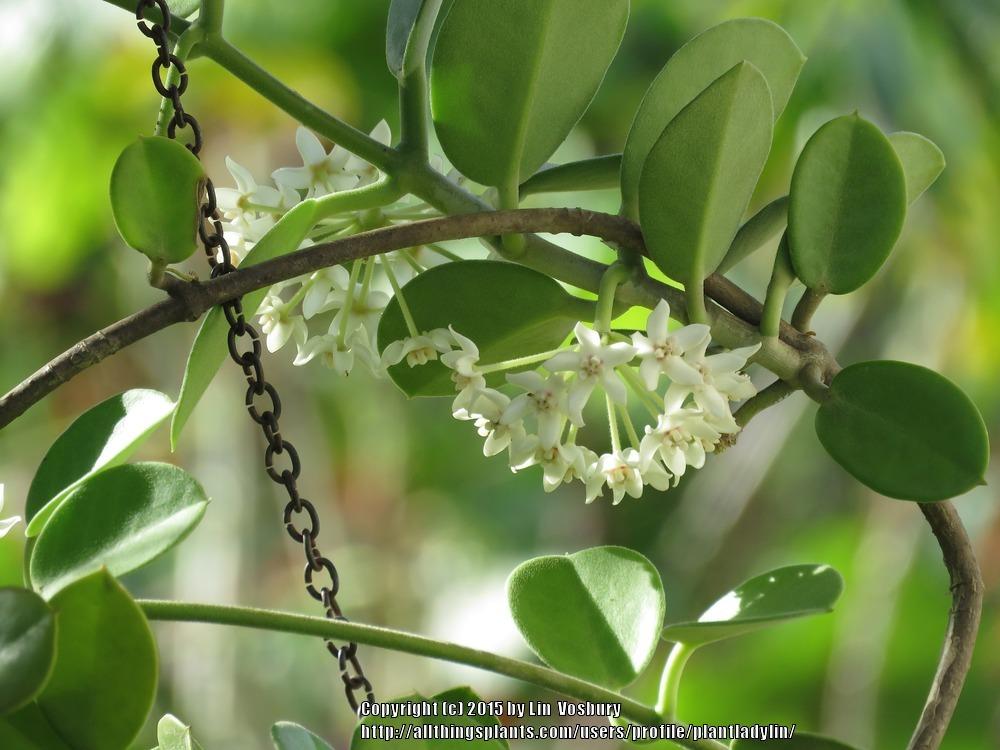 Photo of Wax Plant (Hoya australis subsp. australis) uploaded by plantladylin